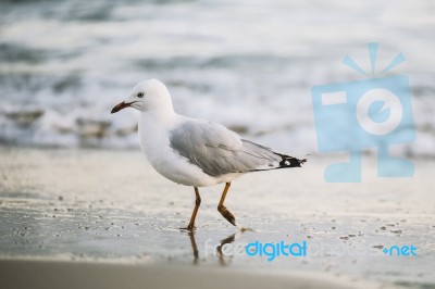 Seagull On The Beach Stock Photo