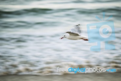 Seagull On The Beach Stock Photo