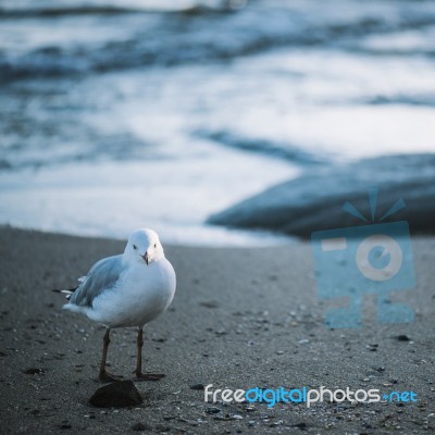 Seagull On The Beach Stock Photo