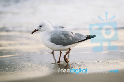 Seagull On The Beach Stock Photo