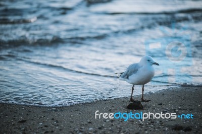 Seagull On The Beach Stock Photo