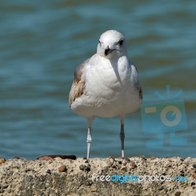 Seagull On The Beach Stock Photo