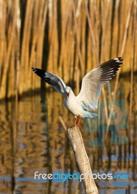 Seagull Squawking Stock Photo