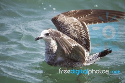 Seagull Swimming Stock Photo