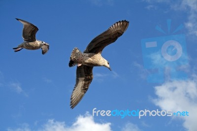 Seagulls Stock Photo