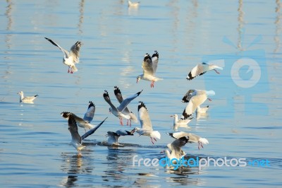 Seagulls Are Snatching Food On The Surface Of The Sea Stock Photo