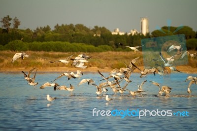 Seagulls At Nature Park Stock Photo