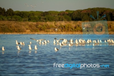 Seagulls At Nature Park Stock Photo