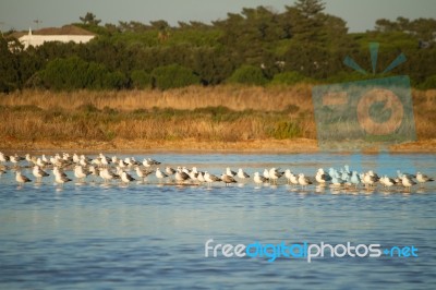 Seagulls At Nature Park Stock Photo