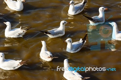 Seagulls Float On Sea Stock Photo