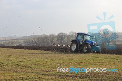 Seagulls Following Plough Stock Photo