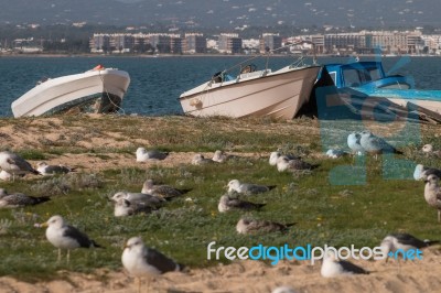 Seagulls In The Seashore Stock Photo