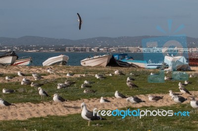 Seagulls In The Seashore Stock Photo