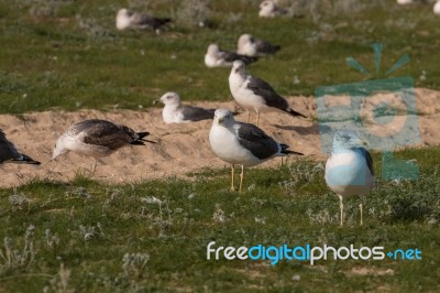 Seagulls In The Seashore Stock Photo