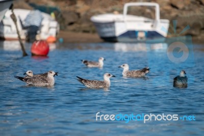 Seagulls Swimming On The Docks Stock Photo