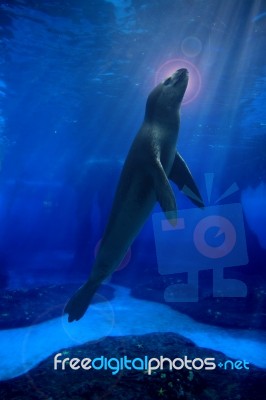 Seal Stock Photo