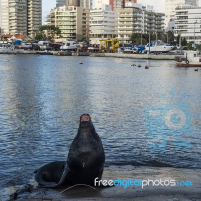 Seal Lying In The Sun In Front Of The Yacht Club In Punta Del Es… Stock Photo