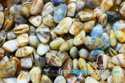 Seashell Stock Photo