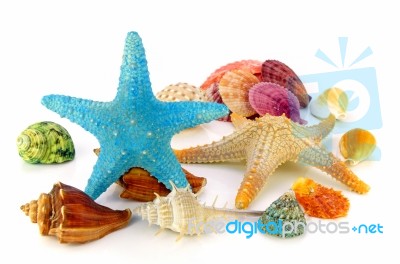 Seashell And Starfish Isolated On White Background Stock Photo