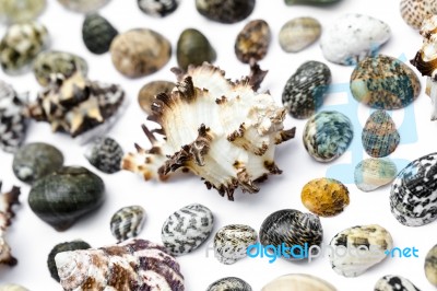 Seashell Collection Stock Photo