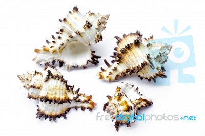 Seashell Collection Stock Photo