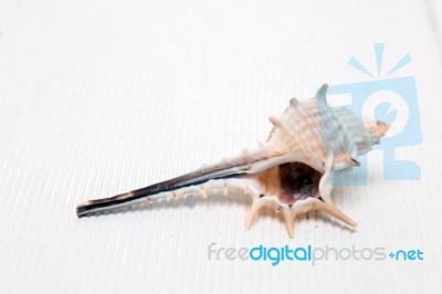 Seashell On White Stock Photo