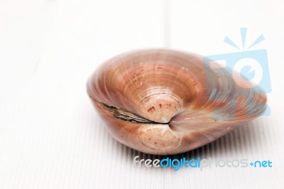 Seashell On White Stock Photo