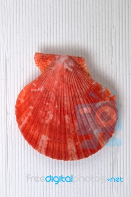 Seashell On White Stock Photo