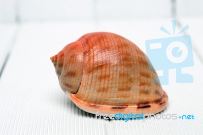 Seashell On White Stock Photo