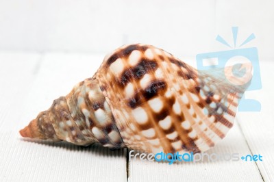 Seashell On White Stock Photo