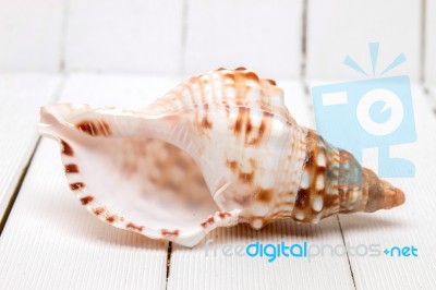 Seashell On White Stock Photo