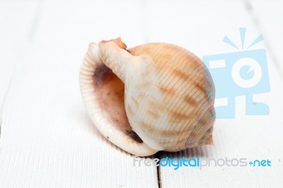 Seashell On White Stock Photo