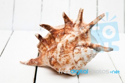 Seashell On White Stock Photo