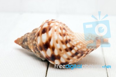 Seashell On White Stock Photo