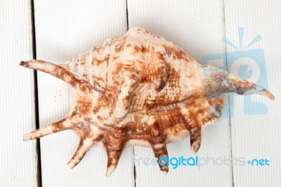 Seashell On White Stock Photo