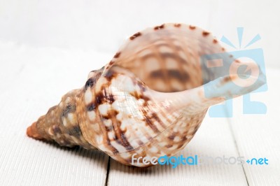 Seashell On White Stock Photo