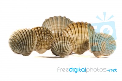 Seashells Stock Photo