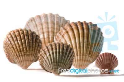 Seashells Stock Photo