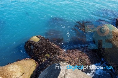 Seashore Stock Photo