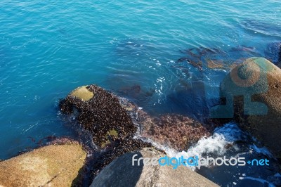 Seashore Stock Photo