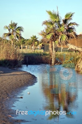 Seaside Palm Landscape Stock Photo