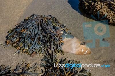 Seaweed On The Rocky Coastline At Bude Stock Photo