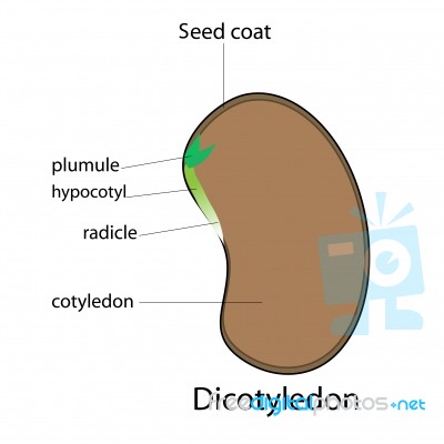 Seed Stock Image