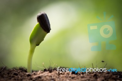 Seed Growth On Soil Stock Photo