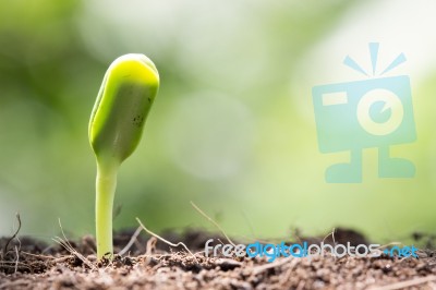 Seed On Soil And Sunlight In Morning New Life Start Concept Stock Photo