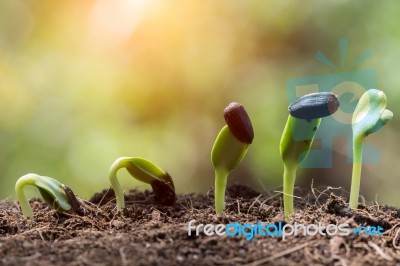 Seed Root On Soil With Sunbeam Spring Season Stock Photo