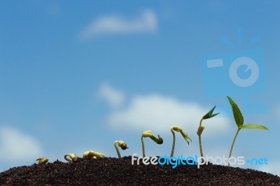 Seed Row Growing On Soil Stock Photo