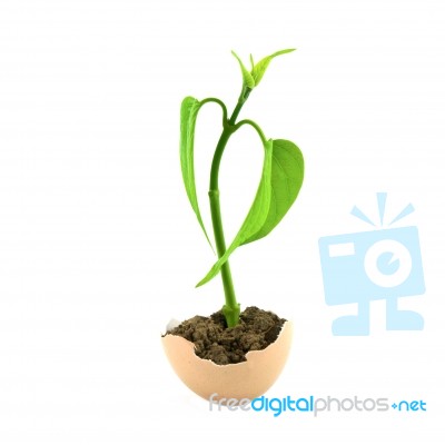 Seedling Stock Photo