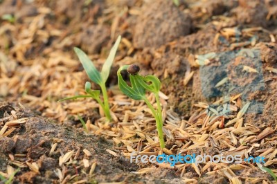 Seedling Stock Photo