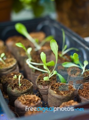 Seedling Plant In Nursery Stock Photo